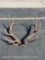 BULL ELK ANTLER