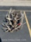 6 BULL ELK HEAD/SKULL