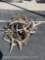 MISC ELK ANTLERS