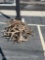 MISC ELK ANTLERS