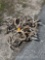 MISC DEER ANTLERS