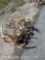 6 SKULL CAPPED 1 DEER HEAD ANTLERS