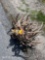 7 SKULL CAPPED 1 DEER HEAD ANTLERS