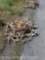 MISC DEER ANTLERS