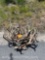 8 SKULL CAPPED DEER ANTLERS