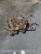 6 SKULL CAPPED DEER ANTLERS
