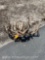 6 SKULL CAPPED DEER ANTLERS