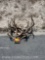 6 SKULL CAPPED DEER ANTLERS