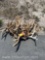 6 SKULL CAPPED VEVET DEER ANTLERS