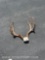 1 SKULL CAPPED DEER ANTLER