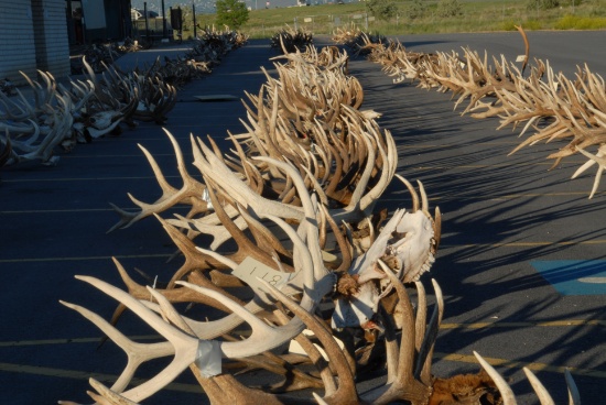 Antlers & Hides from Utah Division of Wildlife!