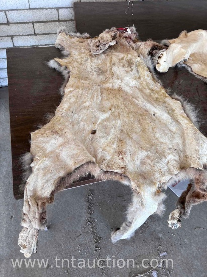 MOUNTAIN LION HIDE SALTED