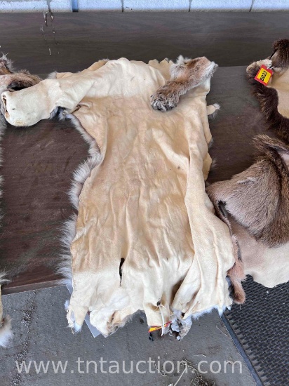 MOUNTAIN LION HIDE TANNED