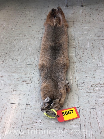 BOBCAT PELT