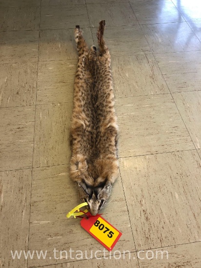BOBCAT PELT
