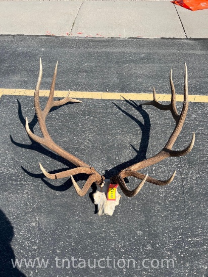 BULL ELK ANTLER