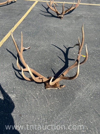 BULL ELK ANTLER