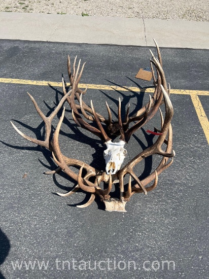 4 BULL ELK HEAD/SKULL