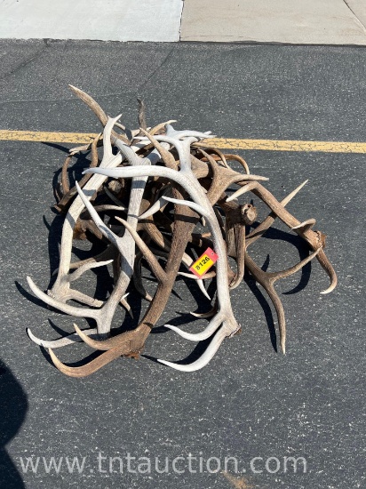 15 ELK ANTLERS