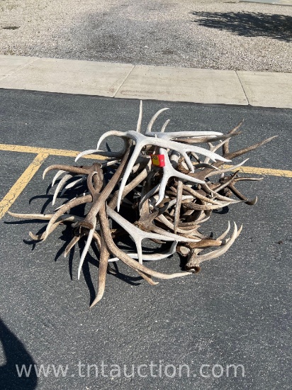 20 ELK ANTLERS