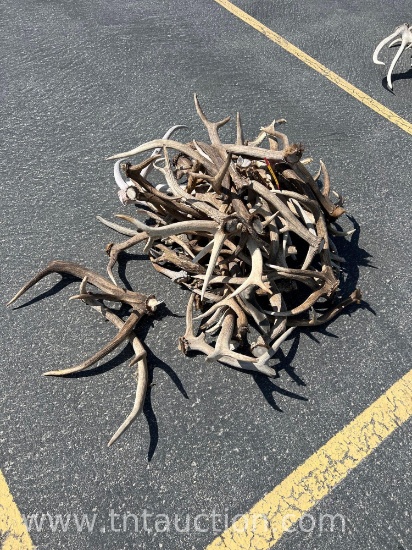MISC ELK ANTLERS