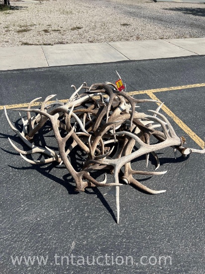 MISC ELK ANTLERS