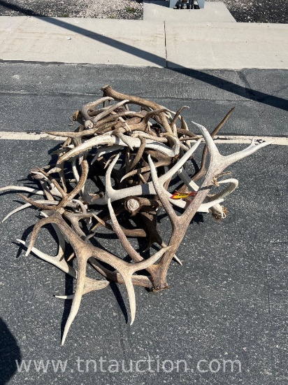 MISC ELK ANTLERS