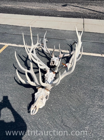 3 WHITE ELK HEADS