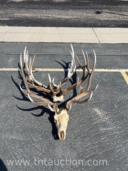 3 ELK HEADS