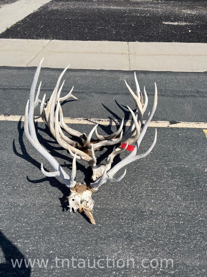 4 ELK HEADS