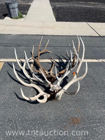 4 ELK HEADS