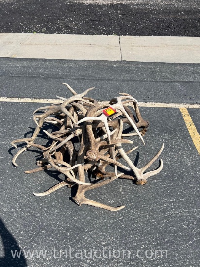 MISC ELK ANTLERS