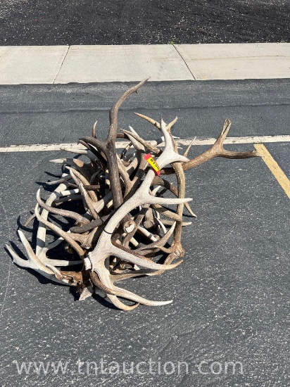 MISC ELK ANTLERS