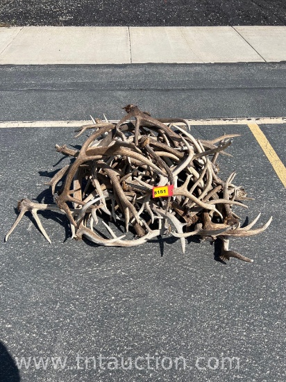 MISC ELK ANTLERS