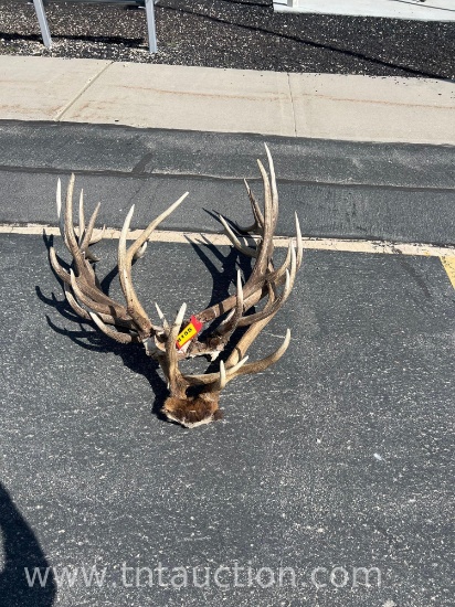 3 ELK HEADS ANTLERS