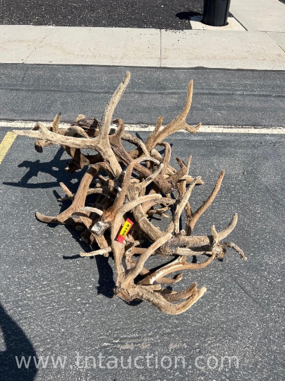 MISC VELVET ELK ANTLERS