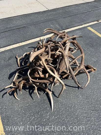 MISC ELK ANTLERS