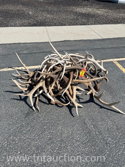 MISC ELK ANTLERS