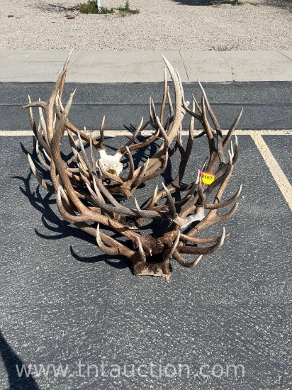 7 ELK HEADS ANTLERS