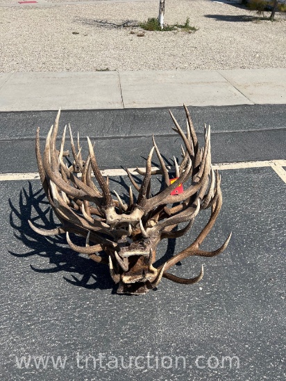 8 ELK HEADS ANTLERS