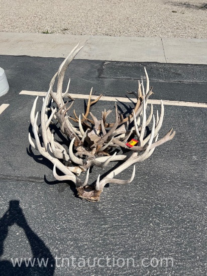 MISC WHITE ELK ANTLERS