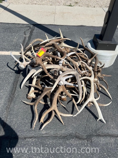 MISC ELK ANTLERS