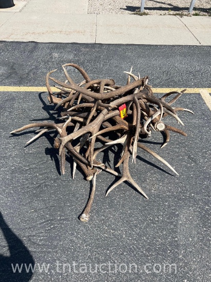 MISC ELK ANTLERS