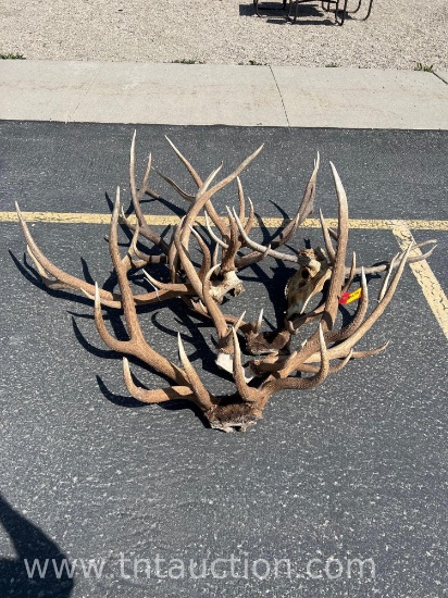 MISC ELK ANTLERS