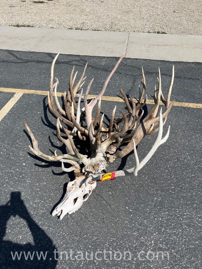 MISC ELK ANTLERS