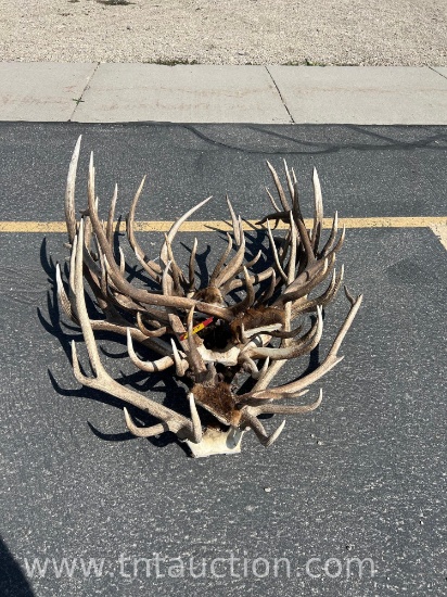 MISC ELK ANTLERS