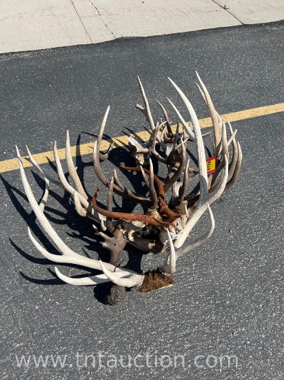 MISC ELK ANTLERS