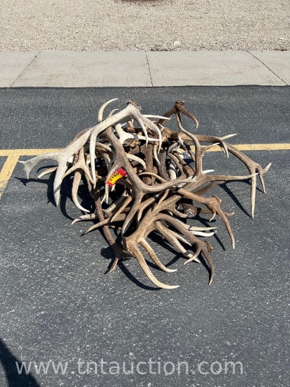 MISC ELK ANTLERS