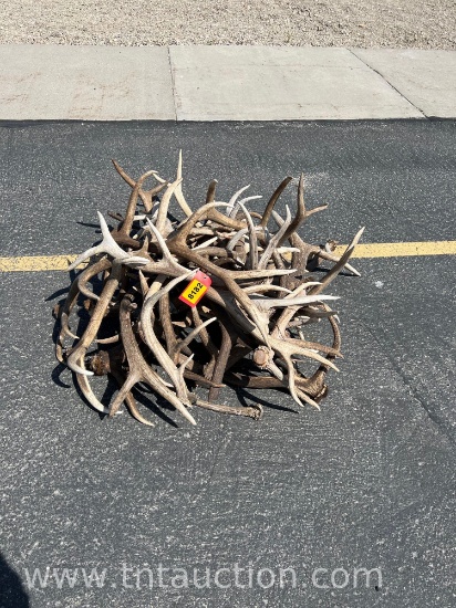 MISC ELK ANTLERS