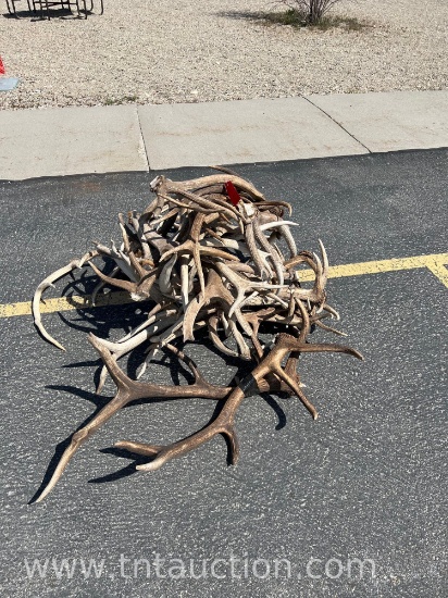 MISC ELK ANTLERS